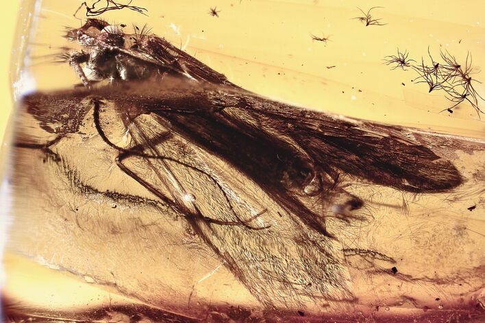 Fossil Snail-Case Caddisfly (Helicopsychidae) In Baltic Amber - Rare! #321679
